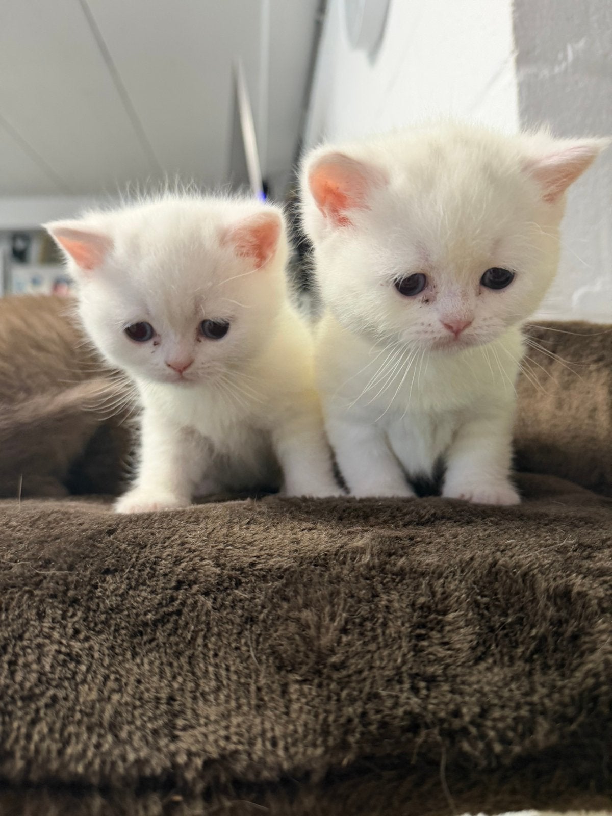 Britse korthaar kitten, Meerdere dieren