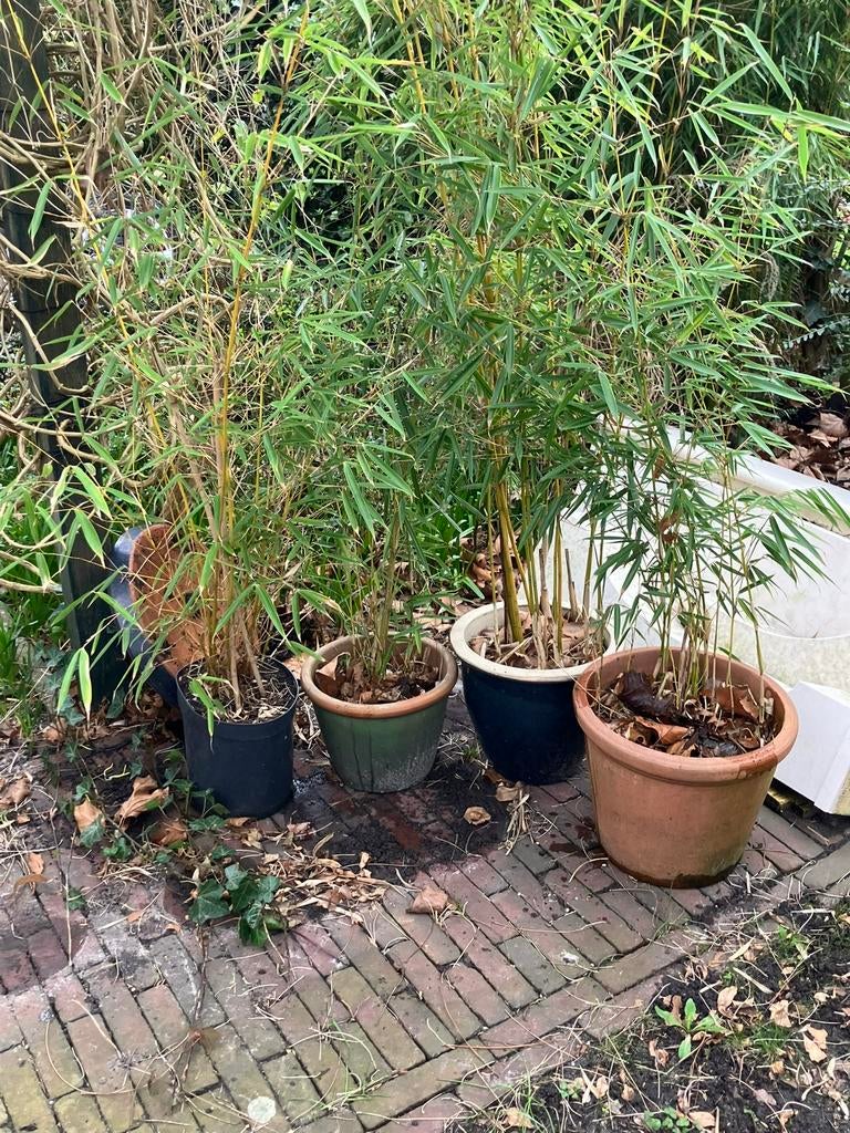 Bamboe Fargesia Robusta Campbell - Woekert niet!, Ophalen of Verzenden, Bloeit niet, Overige soorten, Halfschaduw