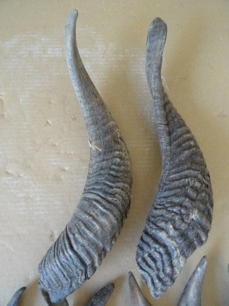 Curiosa collectie hoorns 28cm en kleine hoorns 9cm-13cm, Ophalen of Verzenden
