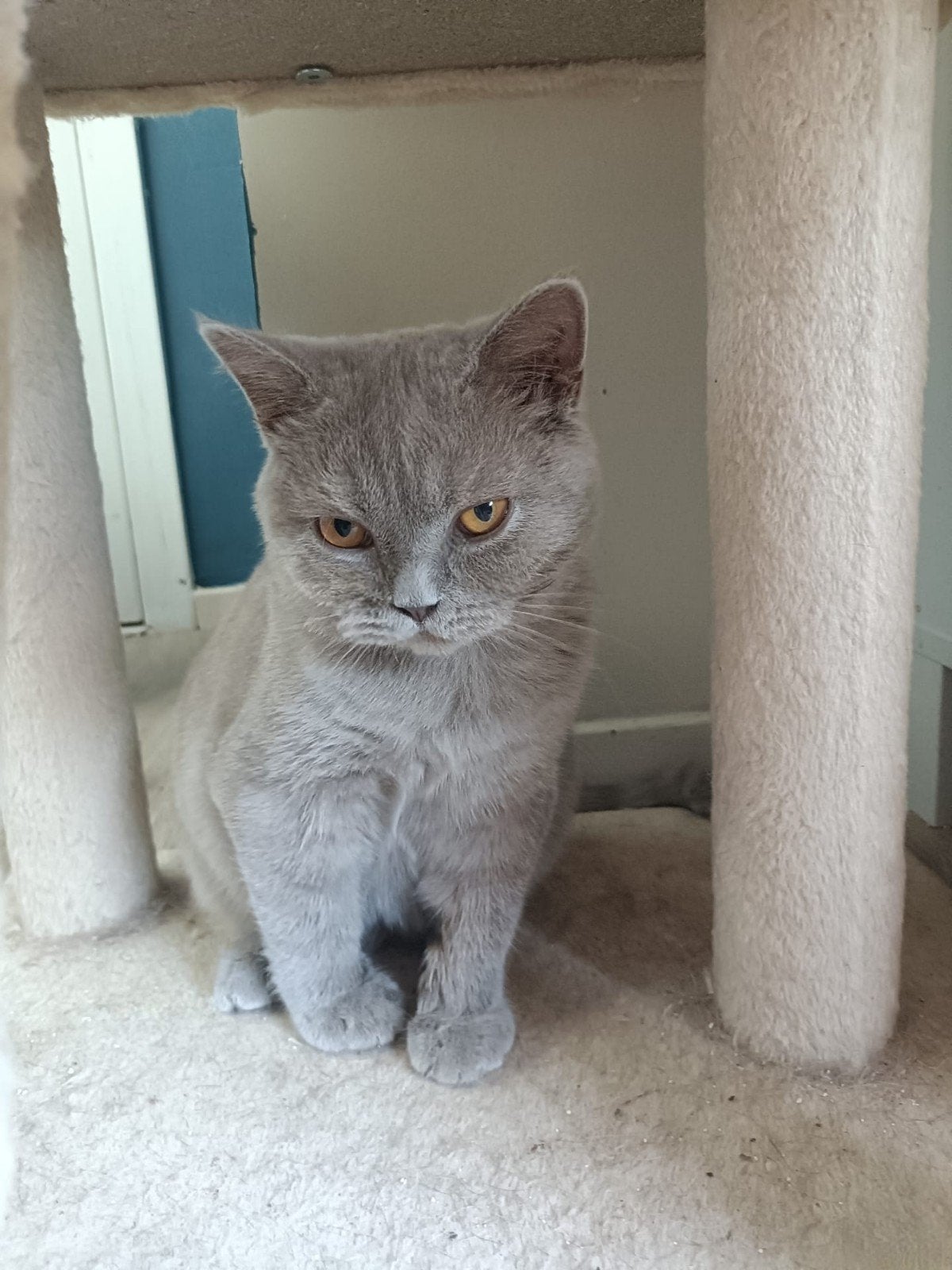 Lilac Britse korthaar kater met stamboom, Kater
