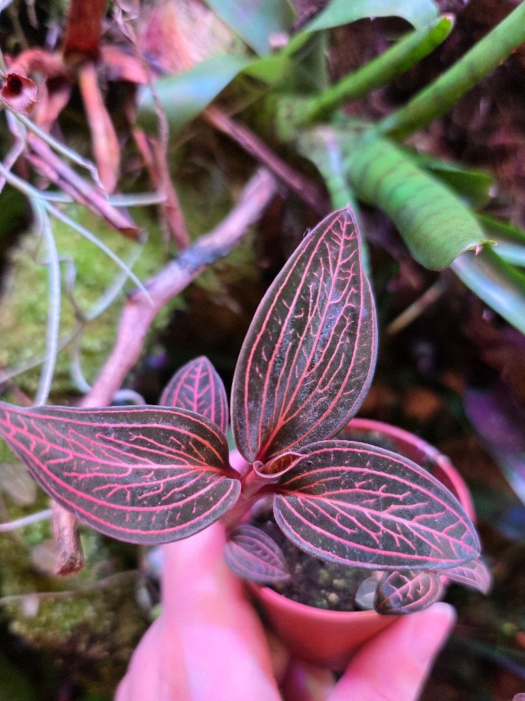 Nieuwe levering terrarium planten, Dieren en Toebehoren, Ophalen, Nieuw, Tak, Plant, Rots of Steen
