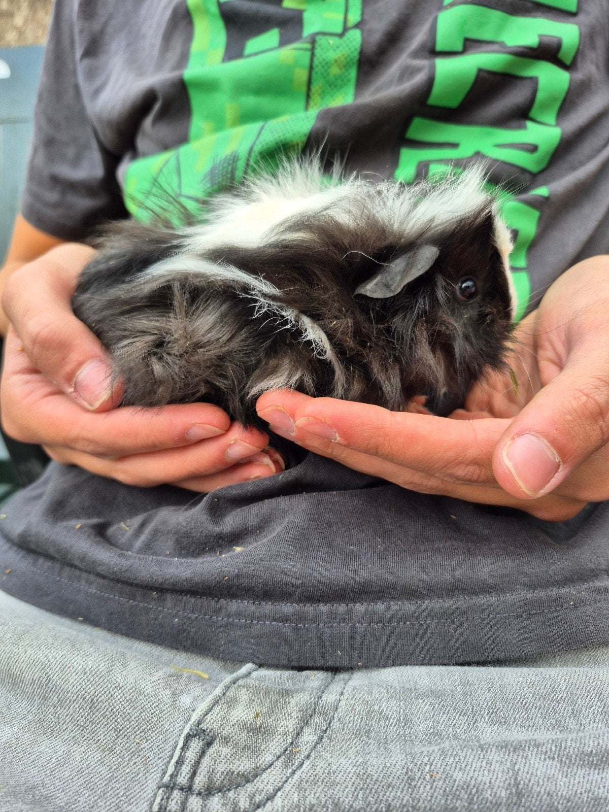 beertje 1-8, Dieren en Toebehoren, Cavia, Augustus, Mannelijk, Tam