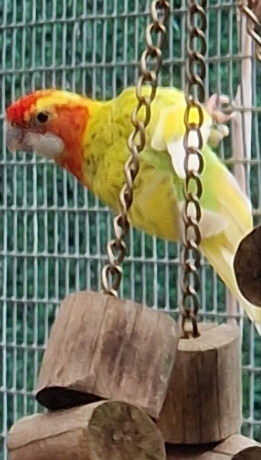 rosella's, Meerdere dieren, Parkiet, Geringd