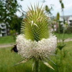 Te koop: zaden 1-, 2-jarigen en vaste planten, Ophalen of Verzenden, Volle zon, Zaad