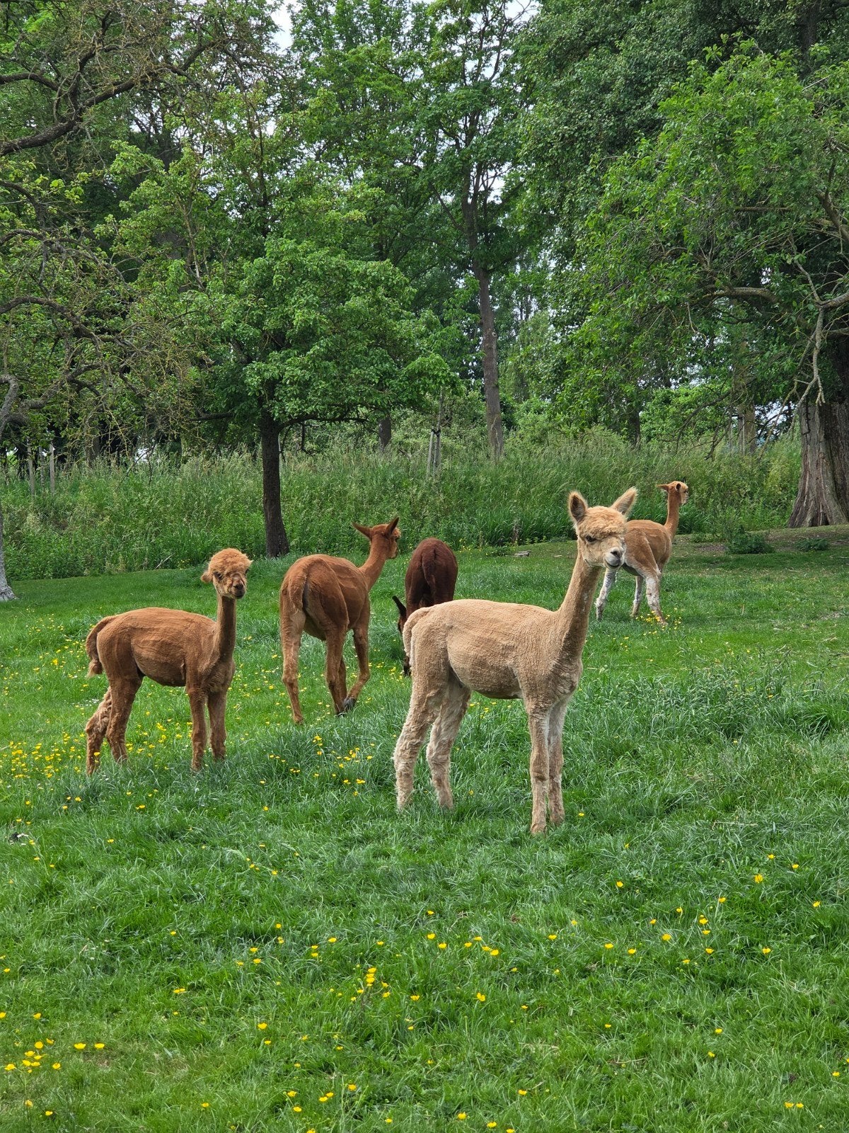 Te koop 2 alpaca hengstjes, Dieren en Toebehoren, Overige Dieren, Juni, Mannelijk