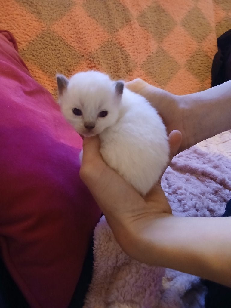 Ragdoll kittens, Meerdere dieren, Gechipt, 0 tot 2 jaar