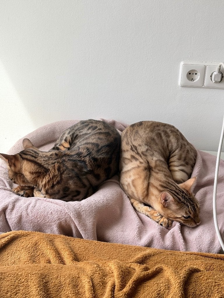 Twee bengalen, Dieren en Toebehoren, Kater, Met stamboom, 0 tot 2 jaar