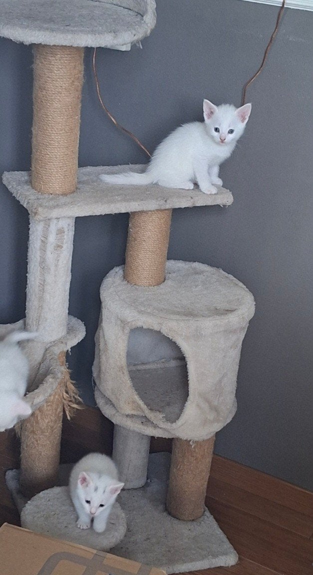 Kitten wit, Dieren en Toebehoren, Katten en Kittens | Overige Katten, Kater
