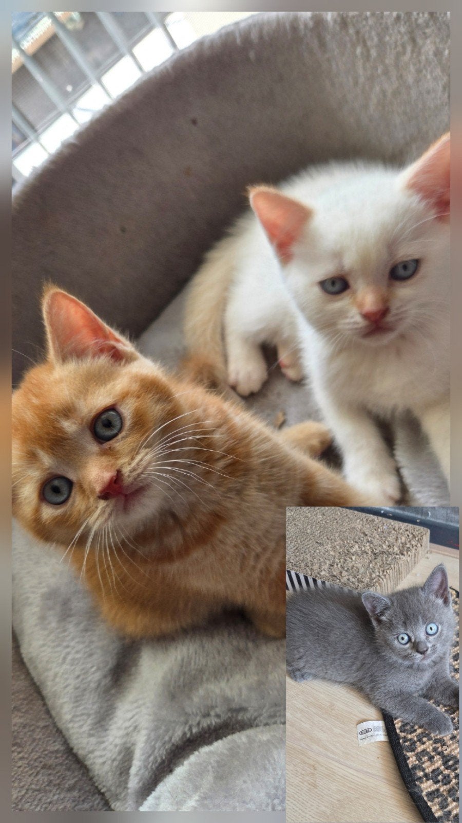 Britse korthaar kittens, Kater, Ontwormd