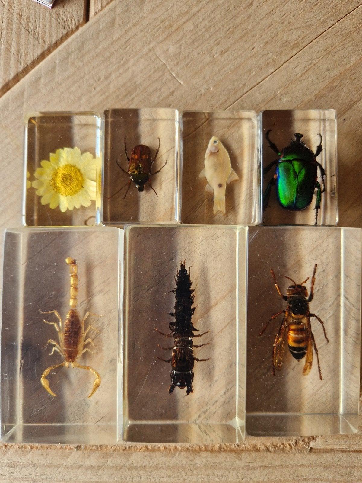 Insect in hars, Ophalen of Verzenden, Overige typen