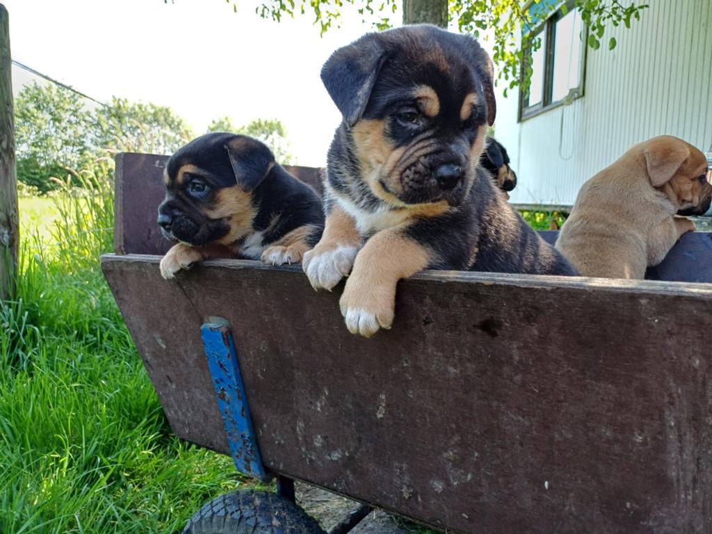 Cane Corso x Duitse Herder/Corgi pups, nog 2 teefjes, 8 tot 15 weken, Meerdere, Meerdere dieren, Nederland