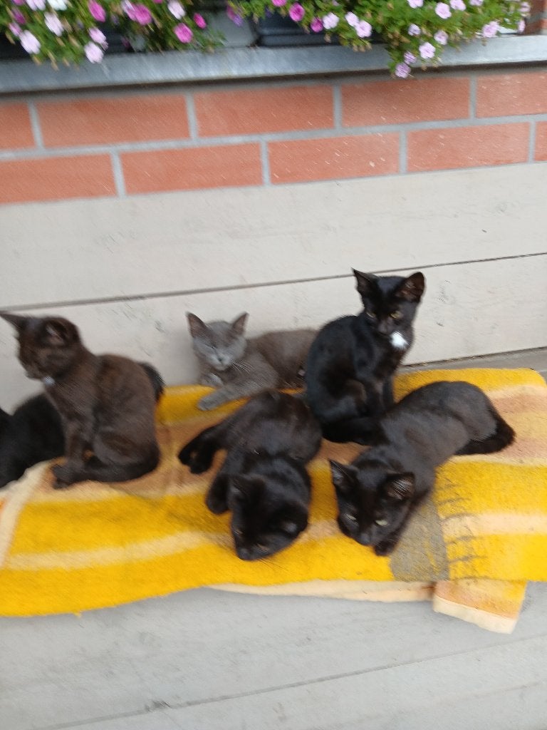 kittens, Dieren en Toebehoren, Meerdere dieren, Ontwormd, 0 tot 2 jaar