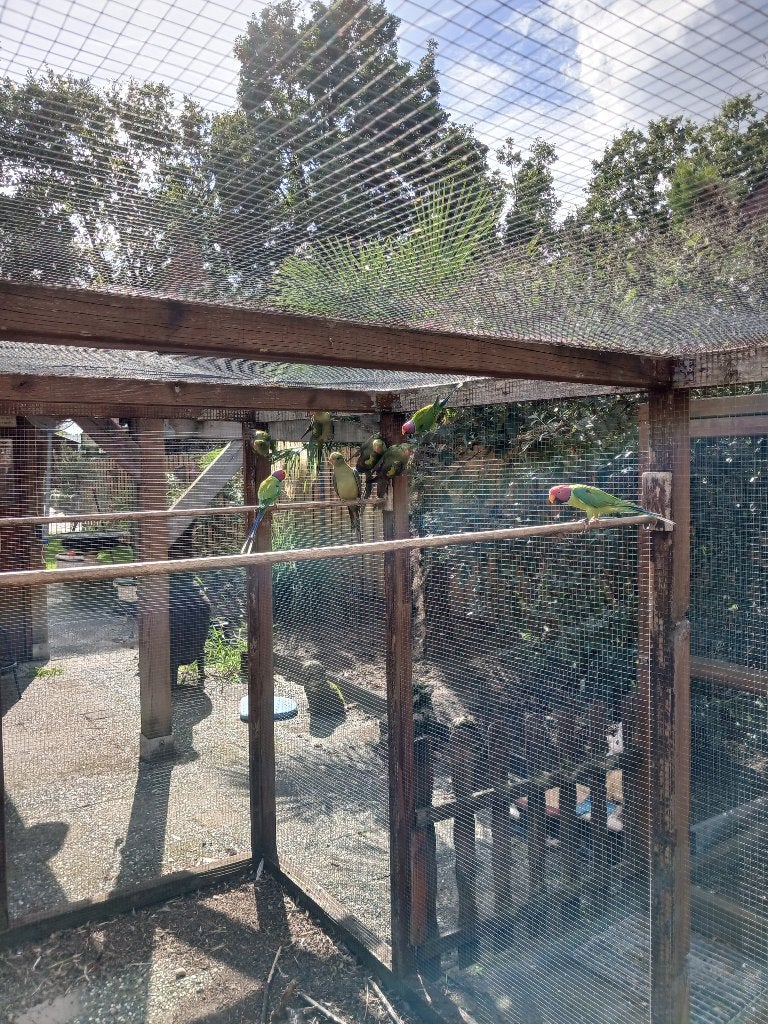 6 bergparkieten, Dieren en Toebehoren, Geslacht onbekend, Parkiet, Geringd