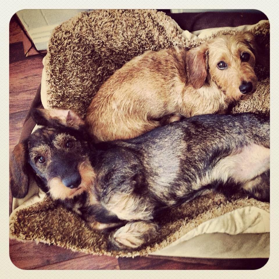 Gezocht teckel kaninchen of dwerg (ruwhaar), Dieren en Toebehoren, Kaninchen, Parvo, Nederland, 1 tot 2 jaar
