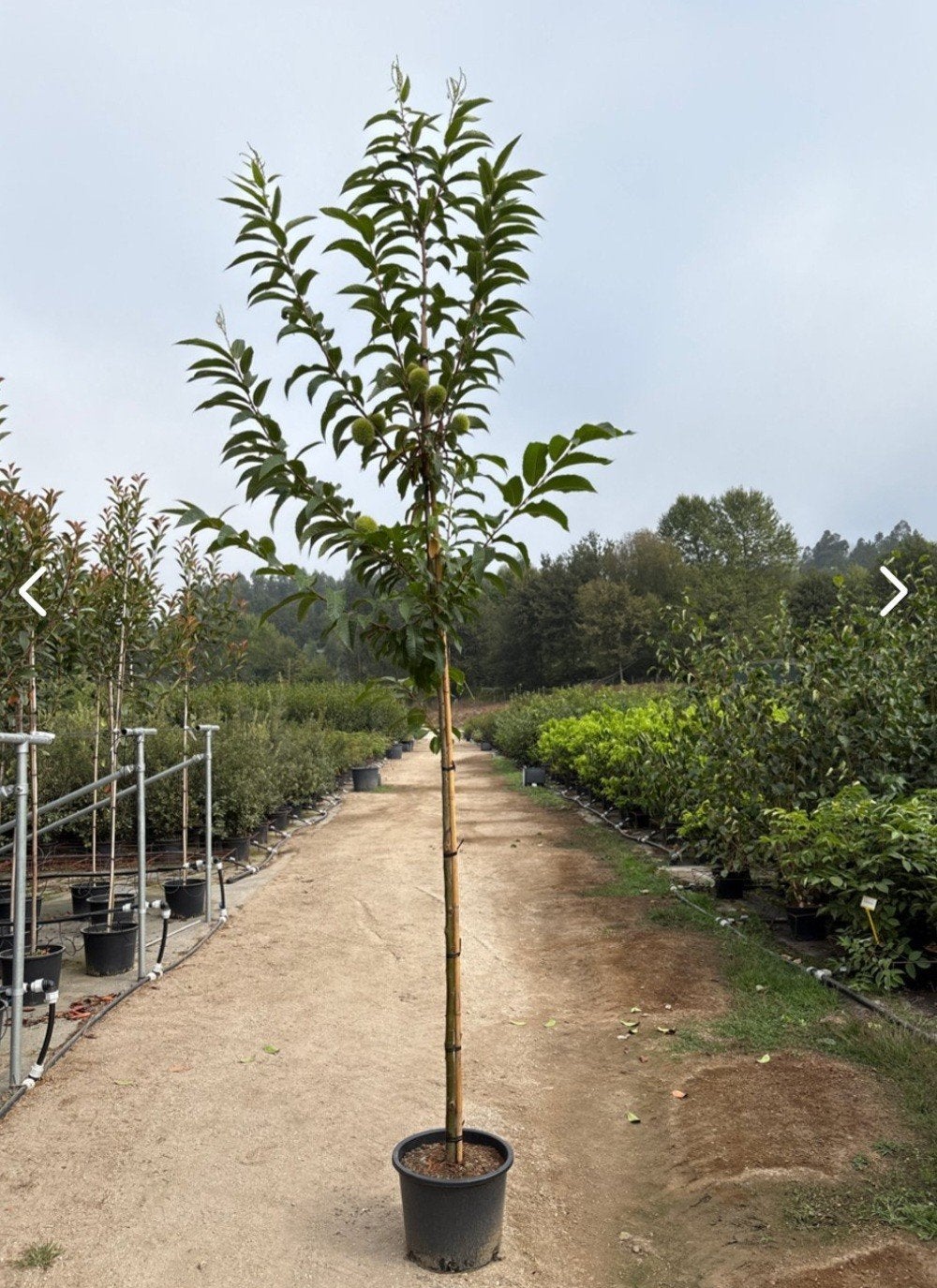 Castanea Sativa (Tamme Kastanje boom)🌳, Tuin en Terras, Planten | Bomen, Ophalen, Volle zon, Overige soorten
