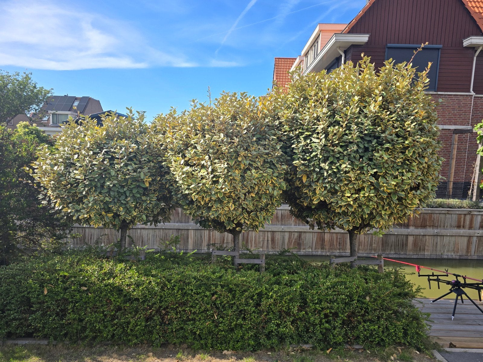eleagnus op stam, Bloeit niet, 250 tot 400 cm, Ophalen, Volle zon