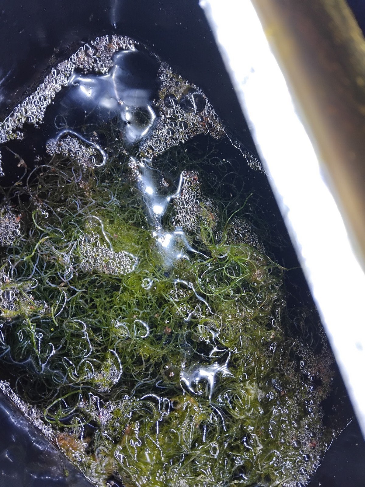 Chaetomorpha algea 10 €, Vis