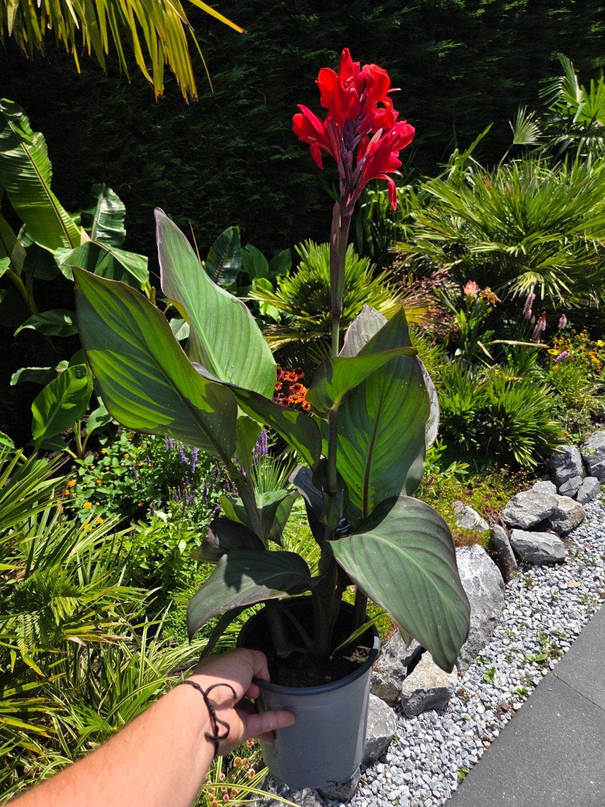 Canna 'Cannova Bronze Scarlet' - Bloemriet, Tuin en Terras, Planten | Tuinplanten, Ophalen of Verzenden, Overige soorten, Volle zon