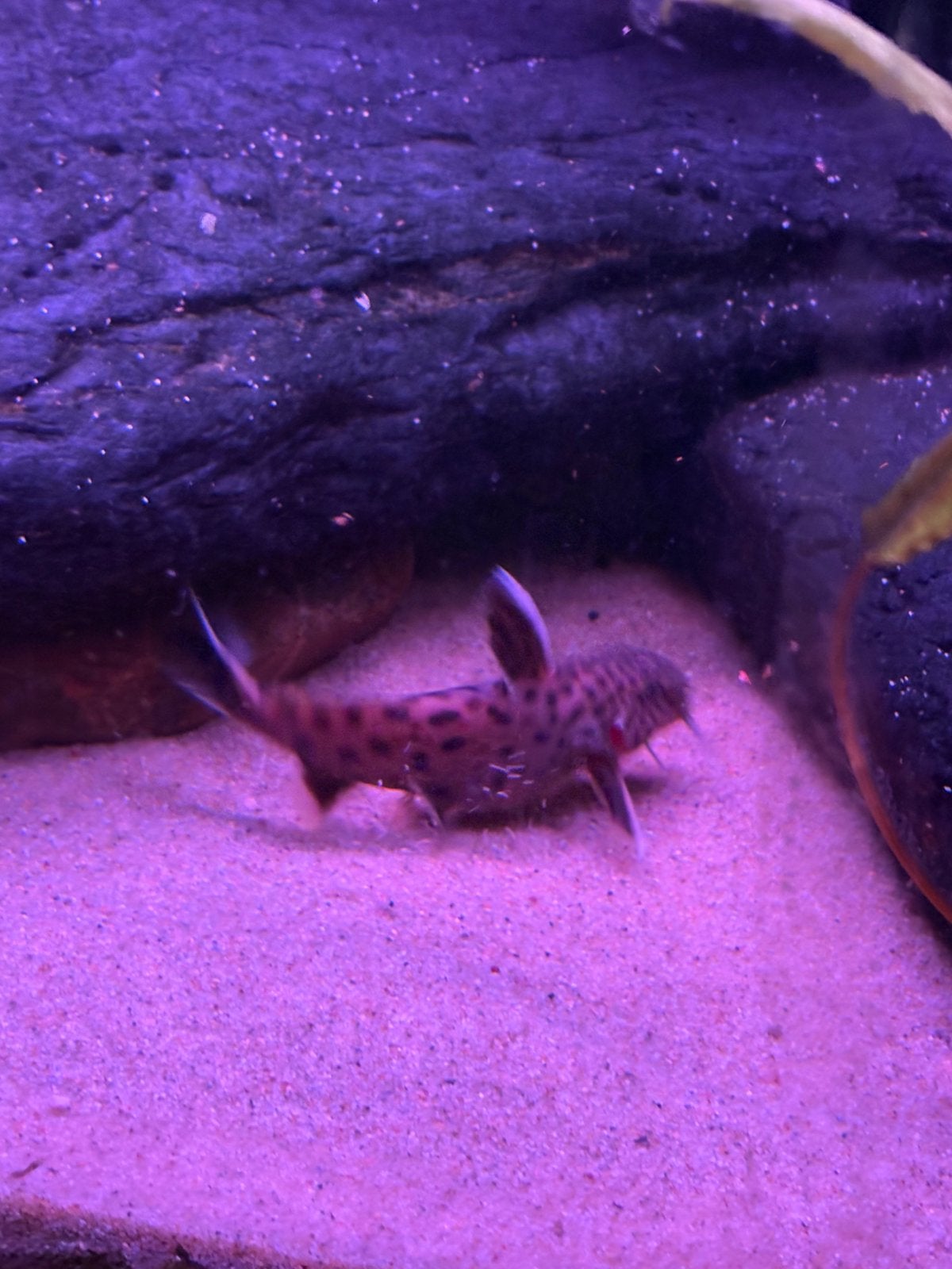 Synodontis petricola, Vis, Zoetwatervis, Schoolvis
