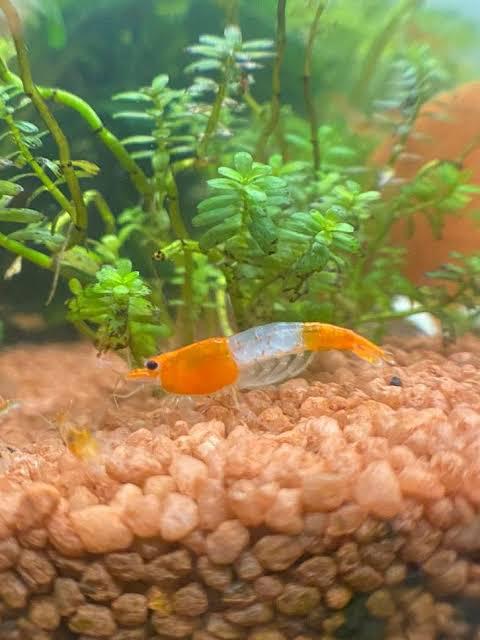 Orange Rillie Neocaridina garnalen, Dieren en Toebehoren, Vissen | Aquariumvissen, Kreeft, Krab of Garnaal