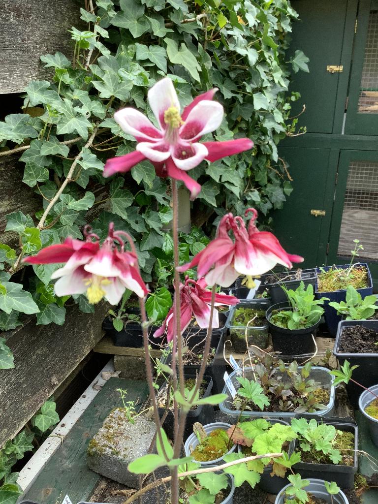 Akelei, Vaste plant, Halfschaduw, Lente, Ophalen