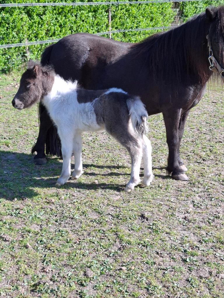 Shetland merrie met veulen., Dieren en Toebehoren, Merrie