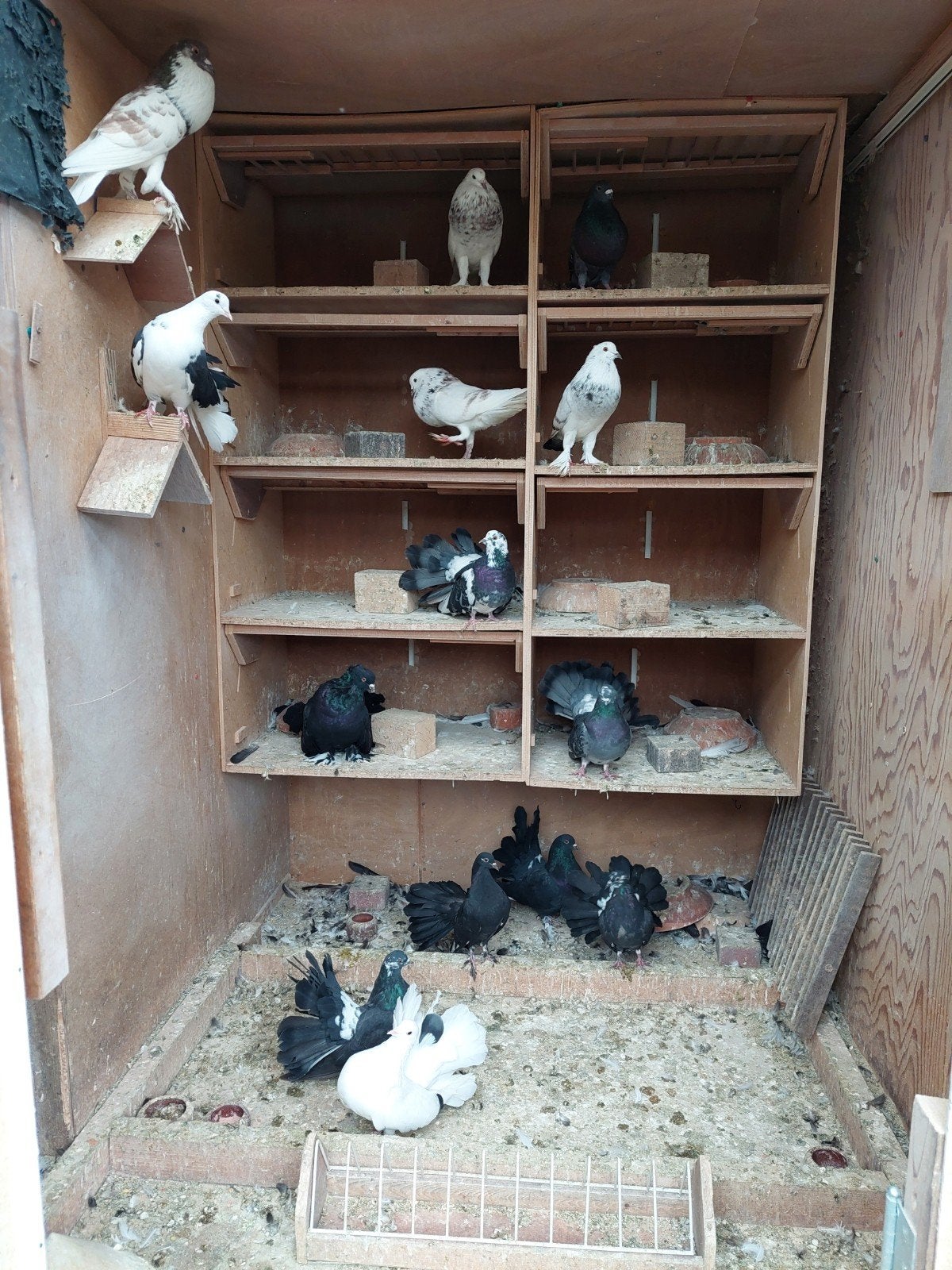 sierduiven, Dieren en Toebehoren