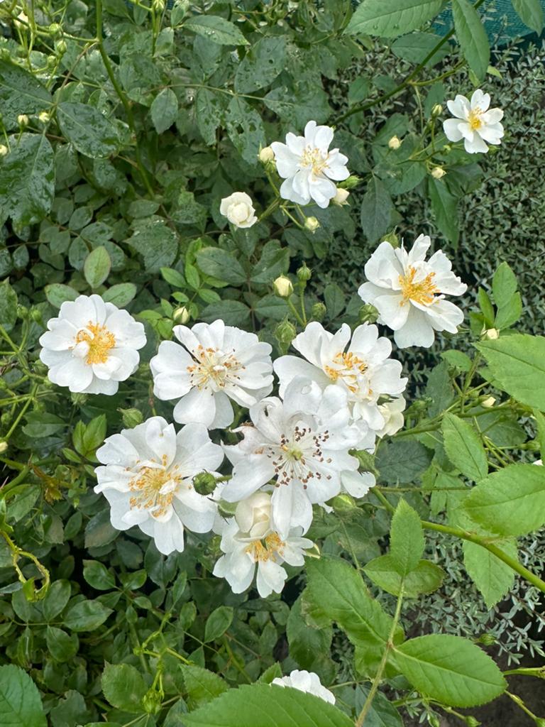 Rosa guirlande d'amour, Ophalen, Volle zon, Vaste plant, Klimplanten