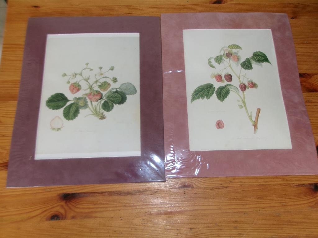 Bloemen Prenten 35x28cm met Passe Partout 8x, Natuur, Gebruikt, Ophalen of Verzenden, Voor 1940
