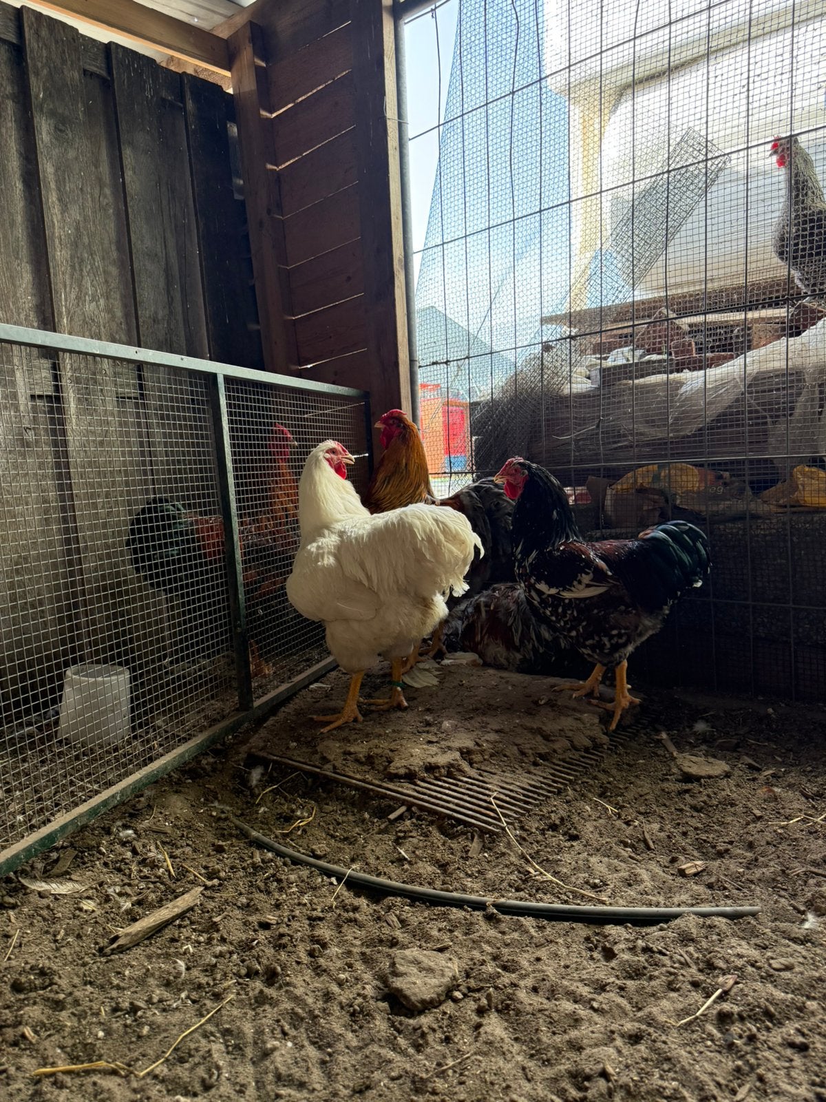 Diverse kleuren Orpington hanen, Dieren en Toebehoren, Pluimvee, Kip, Mannelijk