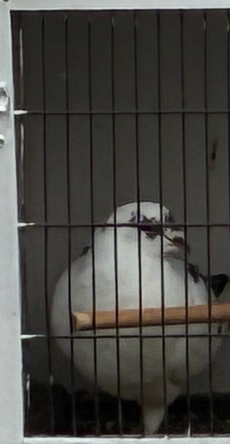 Mooie jonge doffer van februari, Dieren en Toebehoren, Vogels | Duiven, Overige soorten, Meerdere dieren