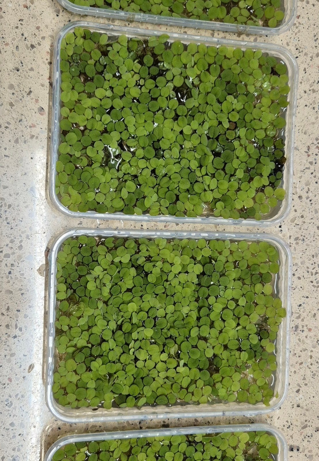 drijfplant Salvinia minima, Dieren en Toebehoren, Ophalen, Nieuw, Gevuld zoetwateraquarium