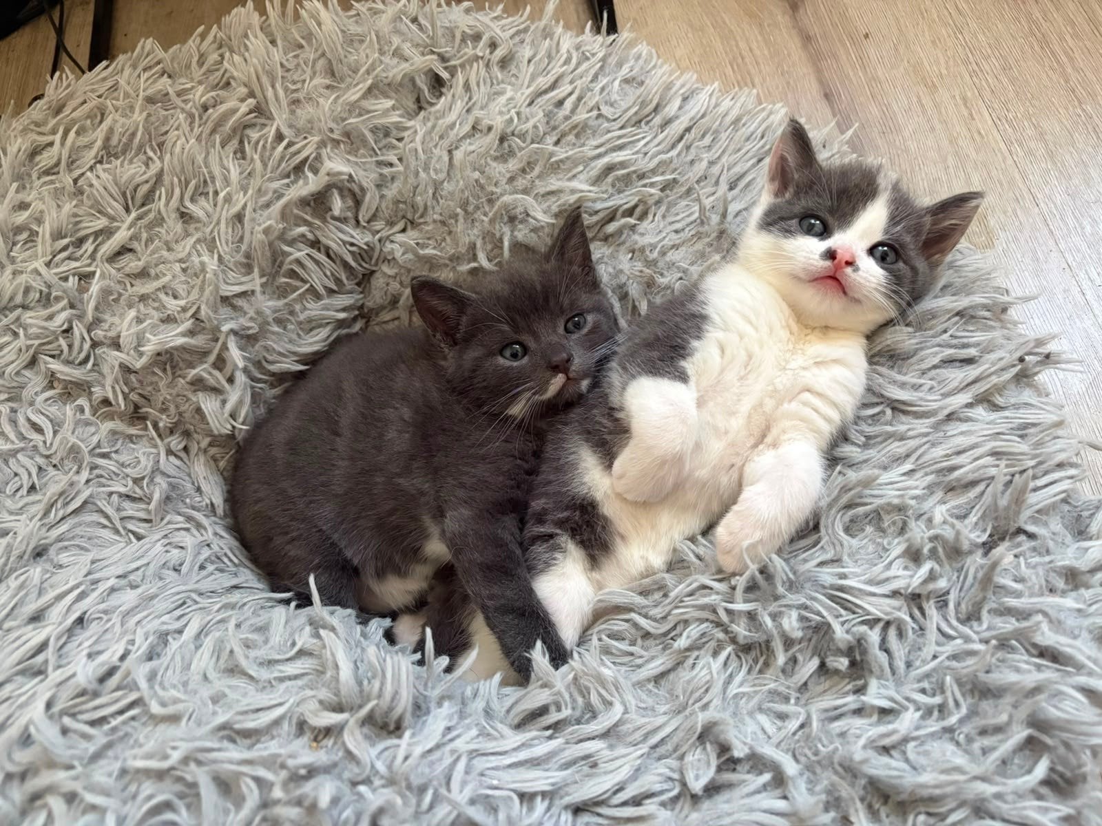 Lieve kittens zoeken een gouden mandje!, Meerdere dieren