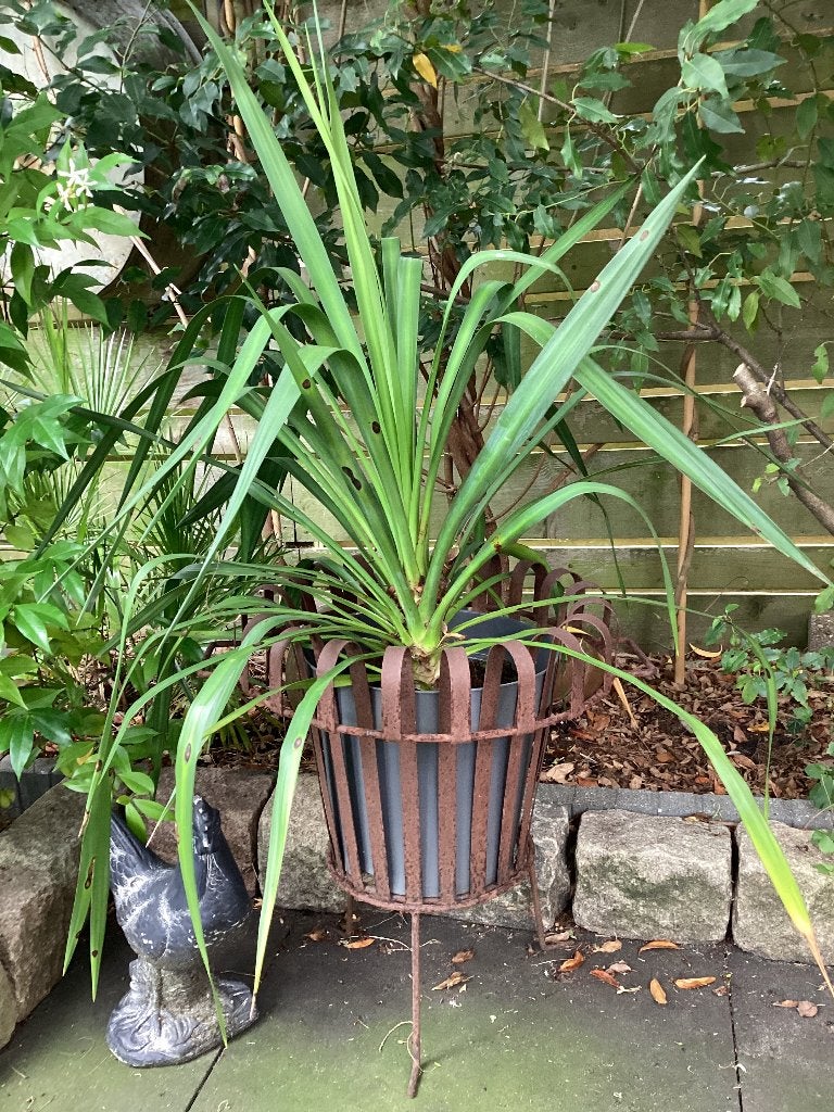 Tuinplant in vuurkorf. € 25,00., Vaste plant, Bloeit niet, Halfschaduw, Ophalen