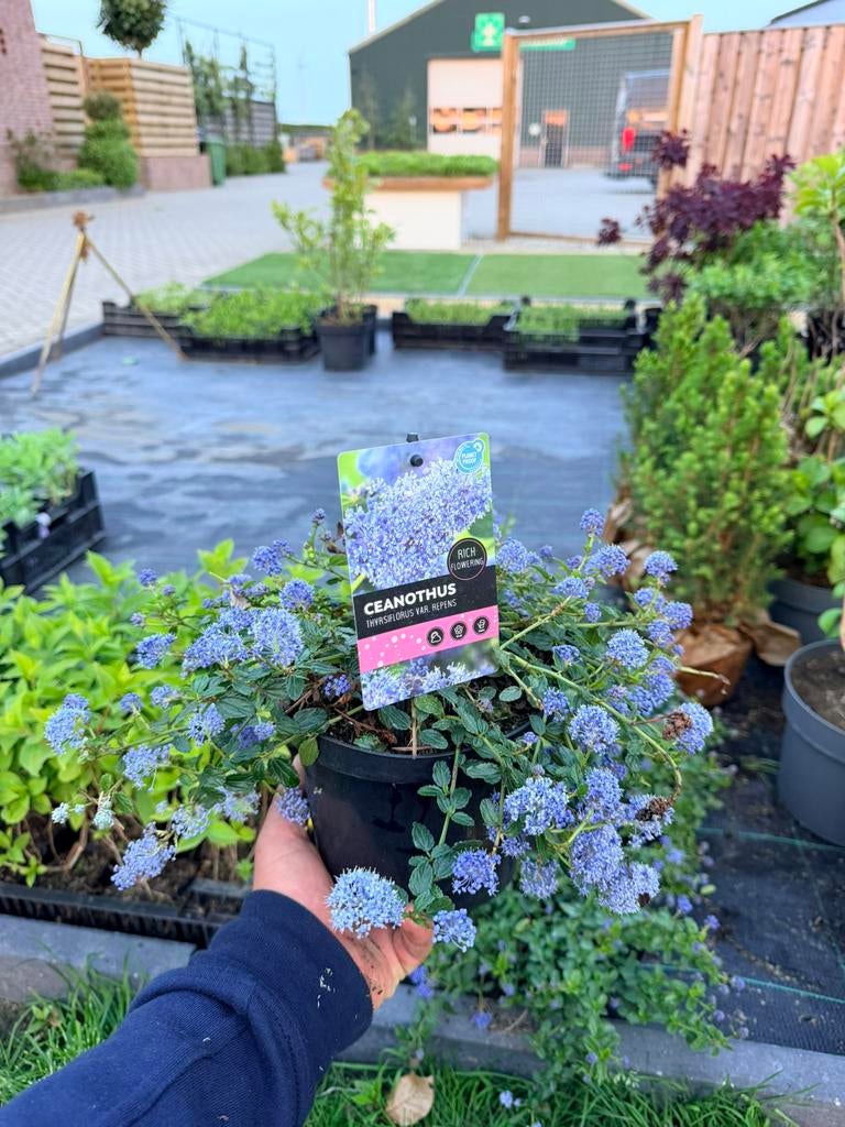 Ceanothus thyrsiflorus ‘Repens’, Ophalen of Verzenden, Vaste plant