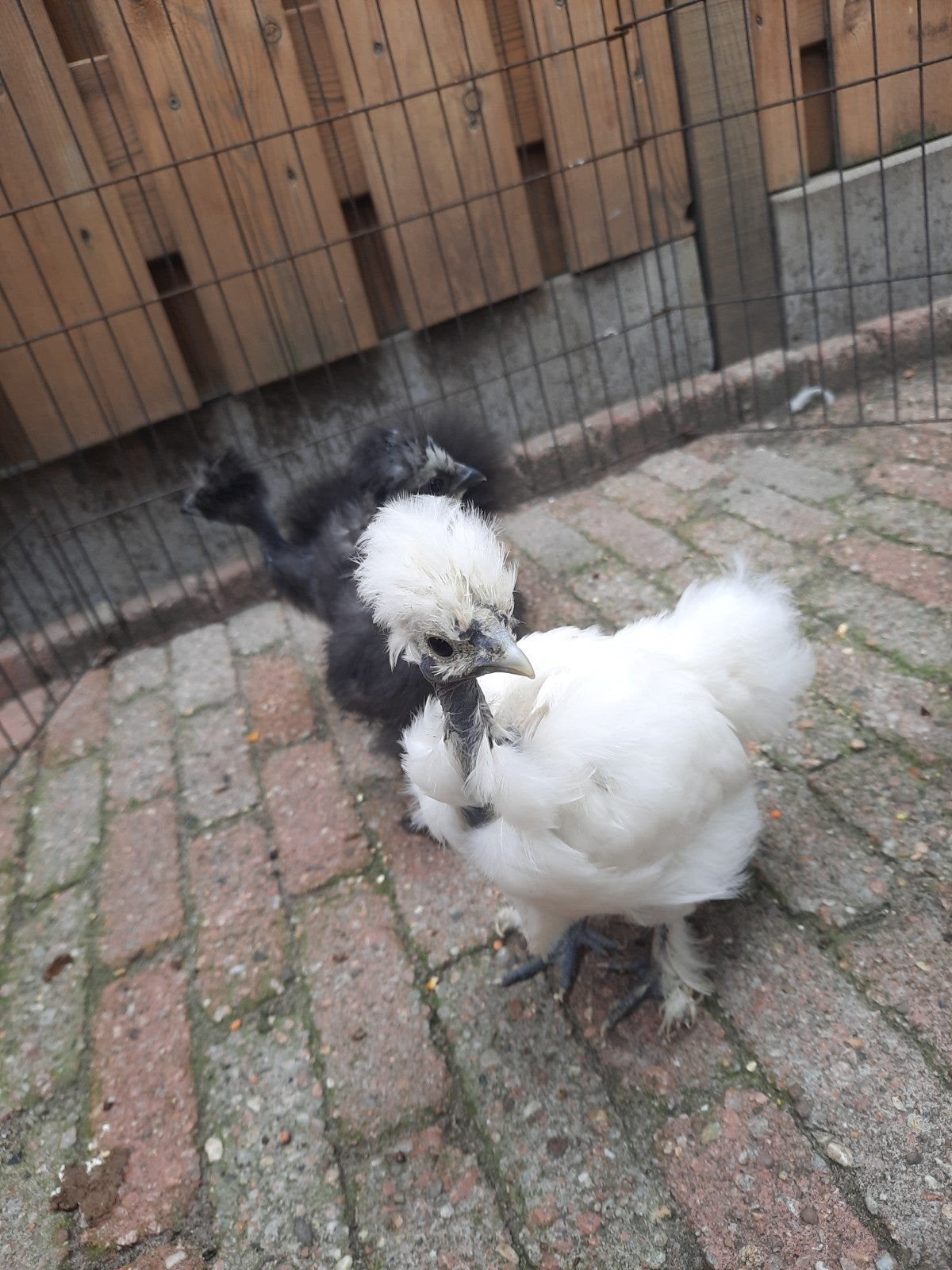 Zijdehoen gladveer Showgirl/naakthals kuikens DNA getest ♀️, Dieren en Toebehoren, Pluimvee, Vrouwelijk, Kip