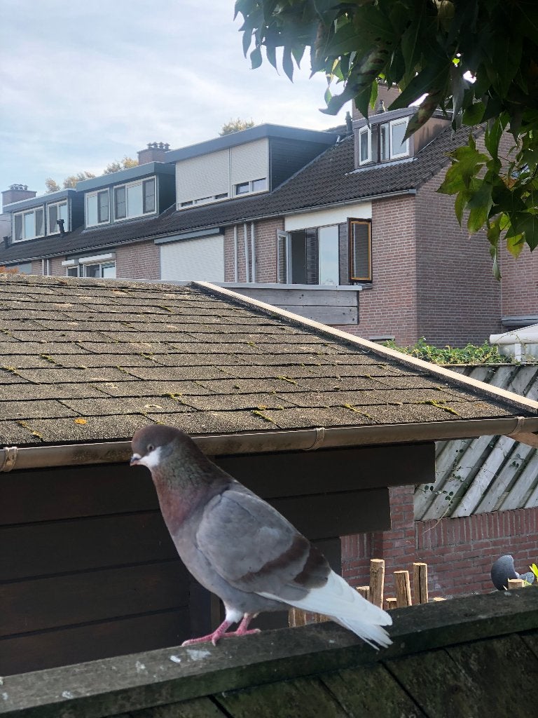 duiven, Meerdere dieren, Tuimelaar of Roller