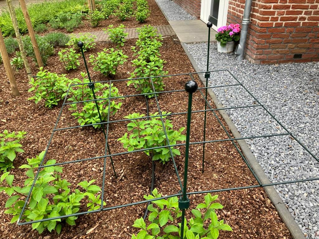 3x Plantensteun/hortensia steun incl Pinnups- Groen, Tuin en Terras, Planten | Tuinplanten, Ophalen, Overige soorten, Halfschaduw