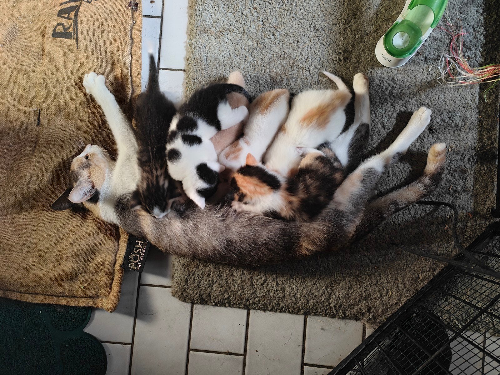 schattige kittens