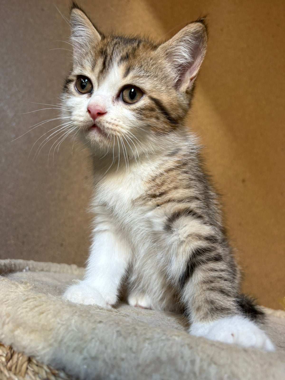 Prachtige Britse korthaar kittens MOGEN DIRECT MEE!, Meerdere dieren, Ontwormd, 0 tot 2 jaar