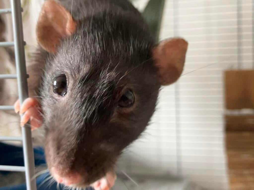 Tamme Rat (vrouw) + Kooi + Toebehoren, Ophalen, Gebruikt, 90 cm of meer, 75 tot 110 cm