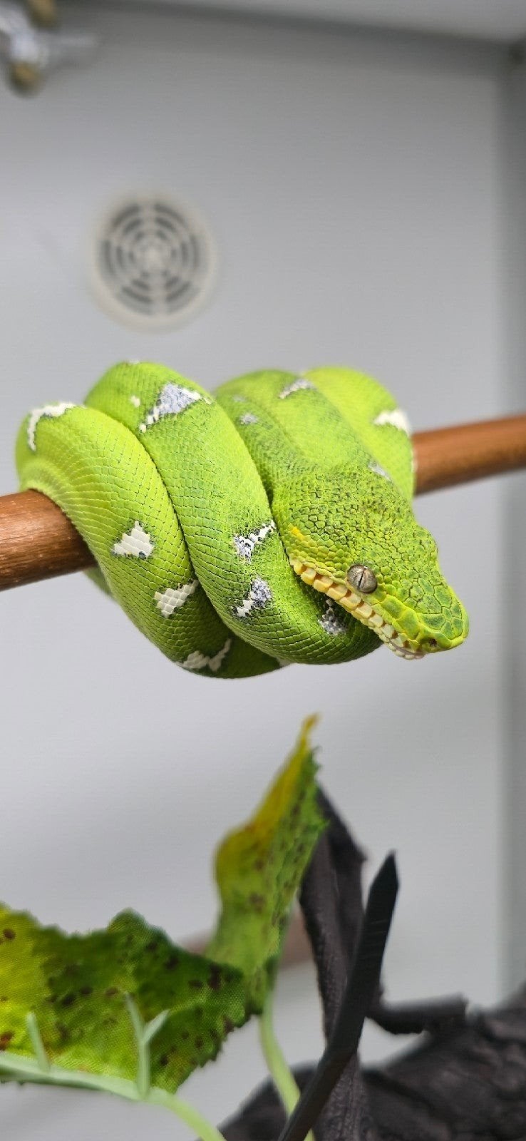corallus caninus, Dieren en Toebehoren, Slang