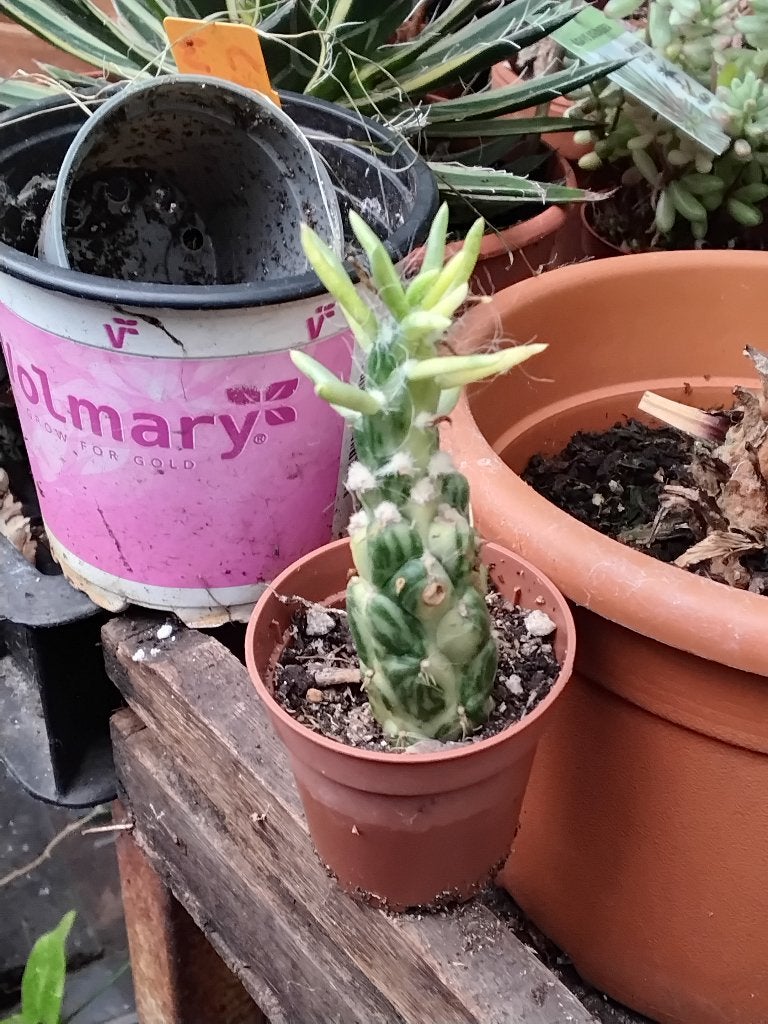 Opuntia cylinder variegata, Minder dan 100 cm, Halfschaduw, Ophalen of Verzenden, In pot