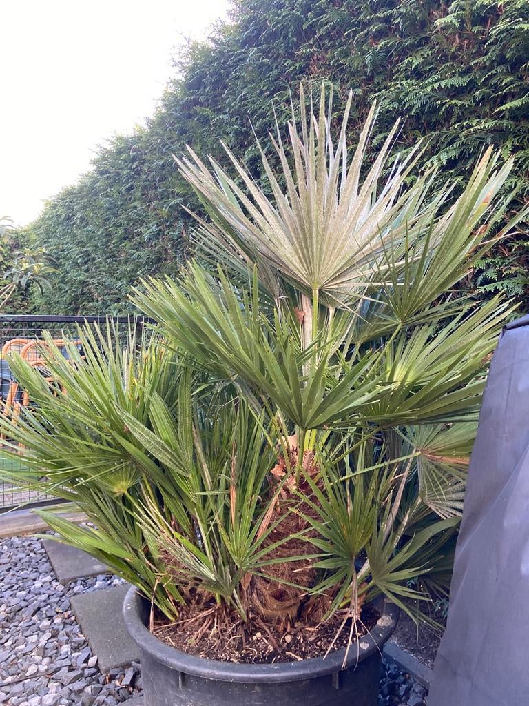 Chamaerops Hummilis, Volle zon, Vaste plant, Zomer, Ophalen