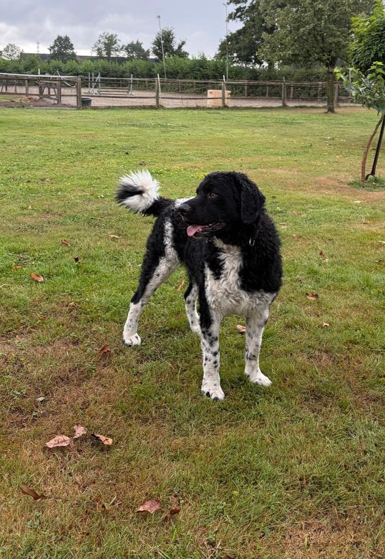 Hond te koop, Dieren en Toebehoren, Honden | Niet-rashonden, Reu, 1 tot 2 jaar, Eén hond, Middel