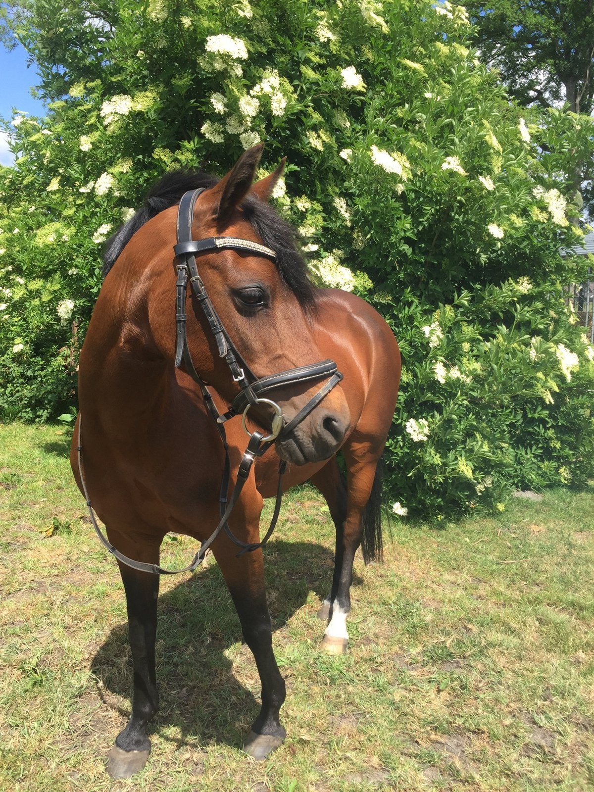 Lieve en energieke recreatie C-pony, Dieren en Toebehoren, Paarden, Merrie, Minder dan 160 cm, Recreatiepaard, 11 jaar of ouder
