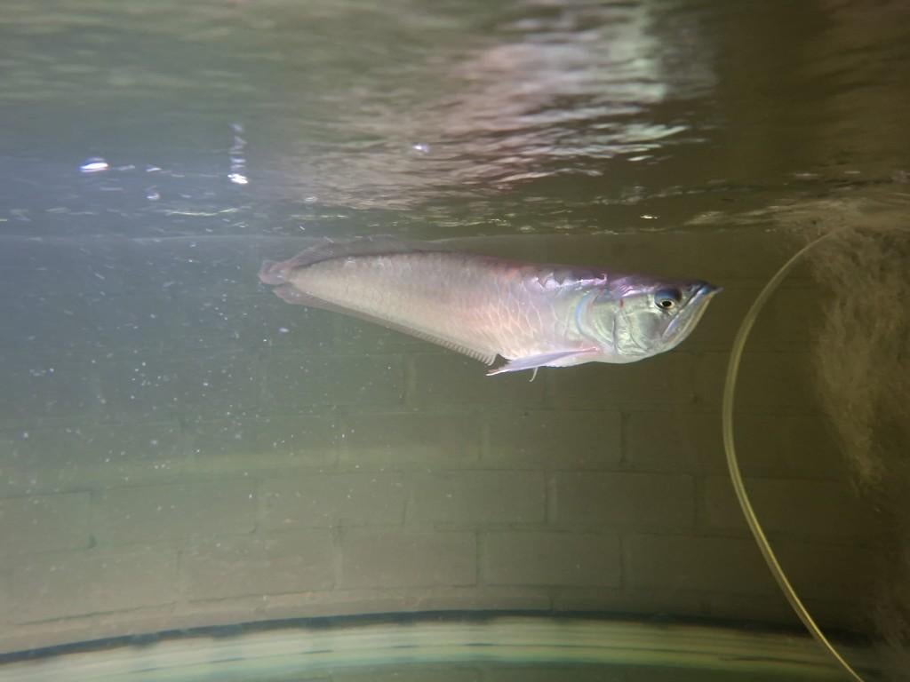 Zilver arowana te koop, Dieren en Toebehoren, Vissen | Aquariumvissen, Vis, Zoetwatervis
