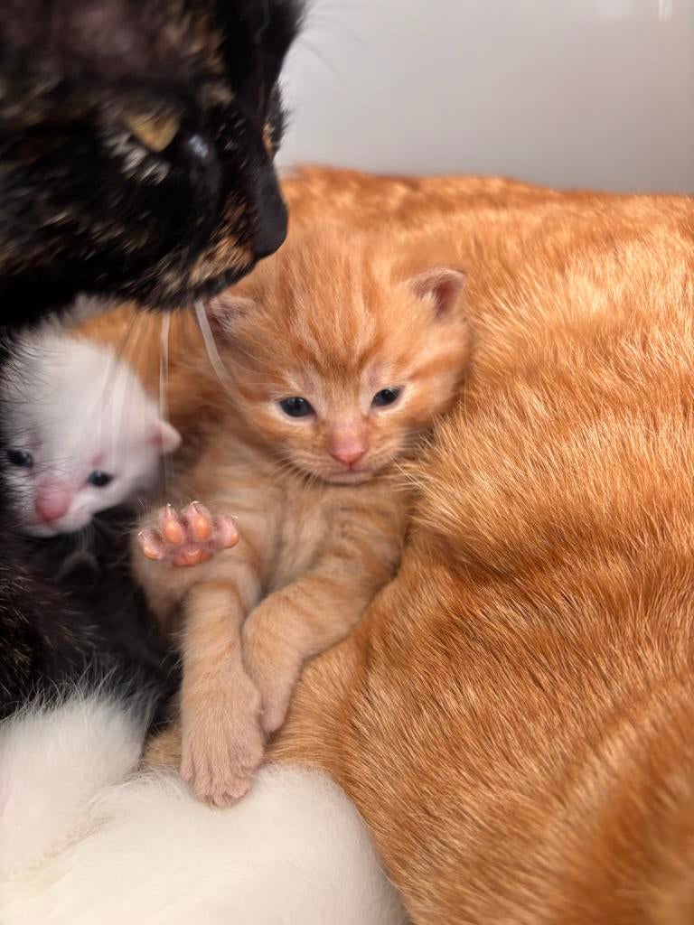 Kittens, wit, grijs en rood, Dieren en Toebehoren, 0 tot 2 jaar