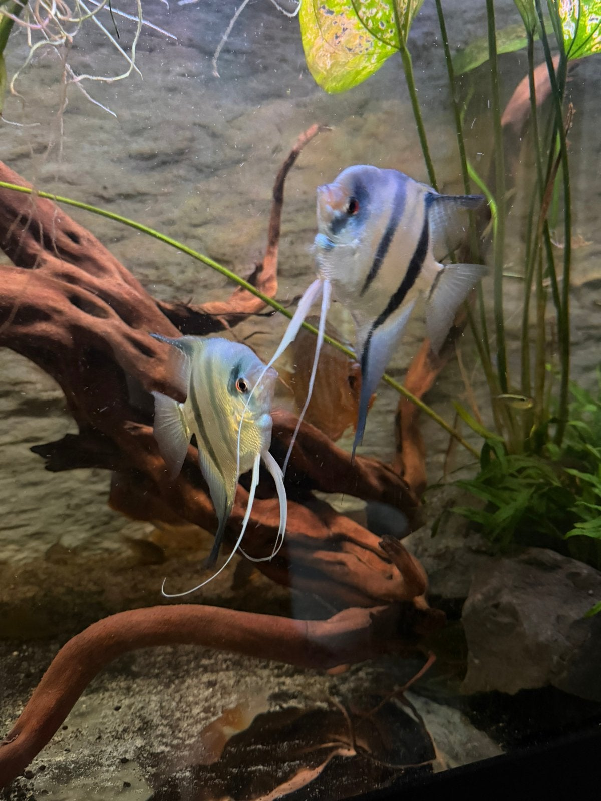 5 maanvissen, Dieren en Toebehoren, Vis, Zoetwatervis