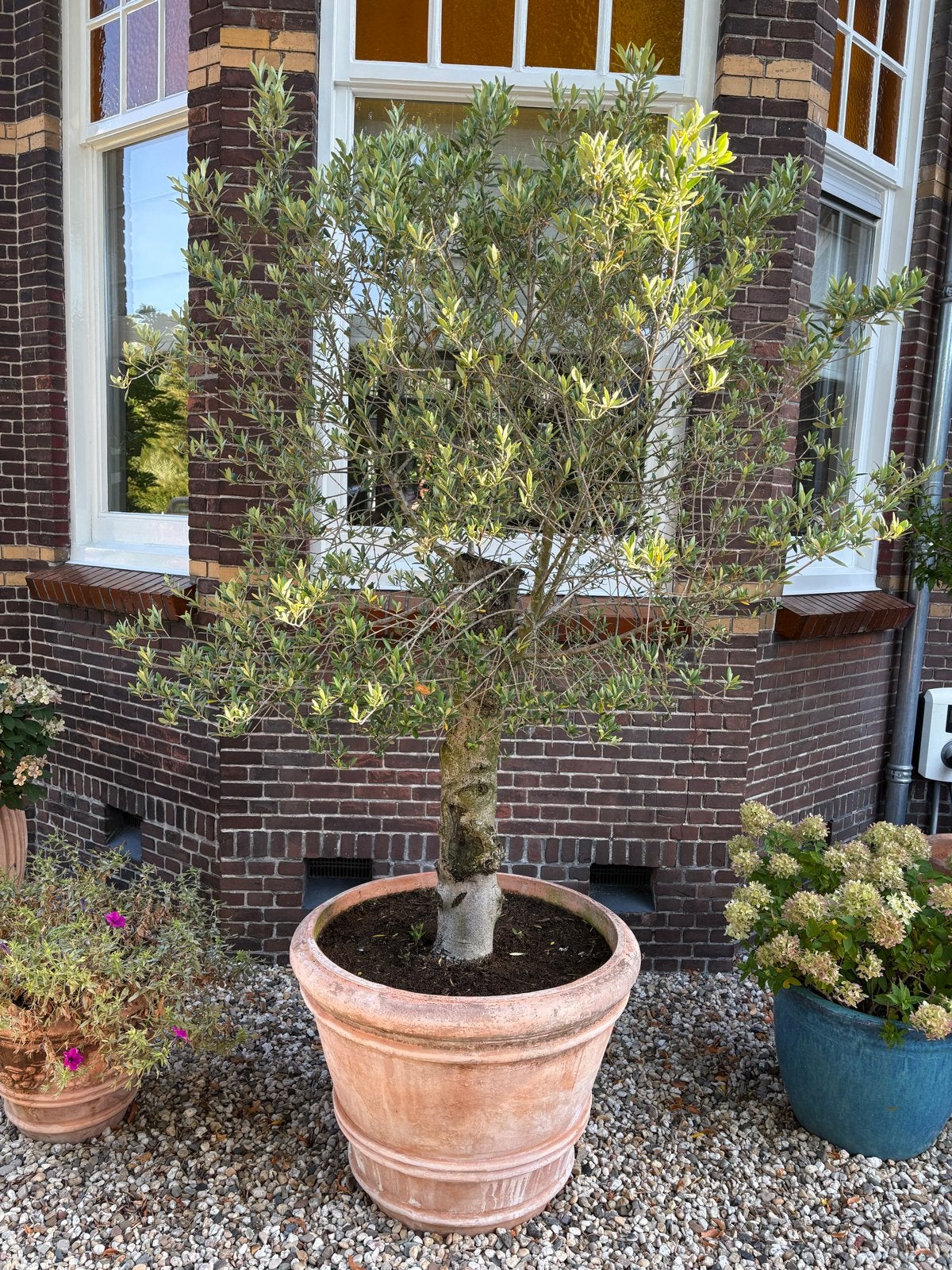 Grote olijfboom in pot (2m hoog) - Wegens verhuizing, Volle zon, Vaste plant, Bloeit niet, Ophalen